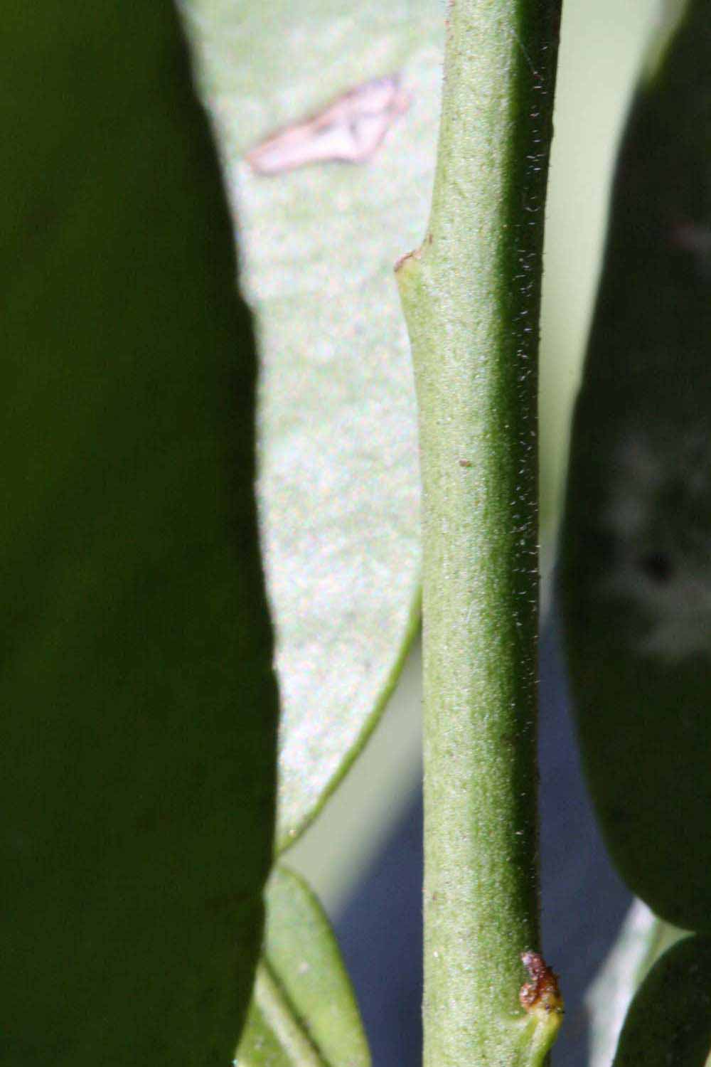            First year twig (Riverside, CA)   